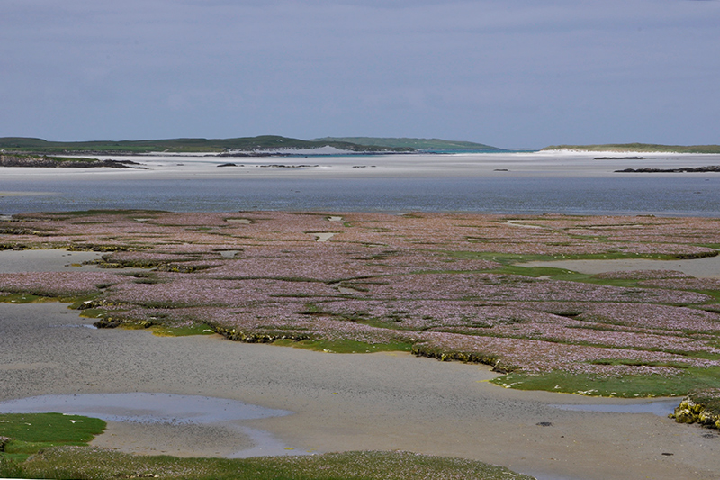 Salt marsh covered by the pink flowers of thrift on the coast of North Uist.